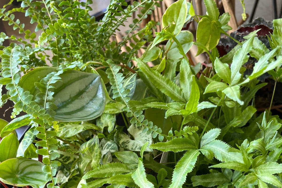 6" Tropical Plant in Ceramic Pot (6" Pot Diameter)