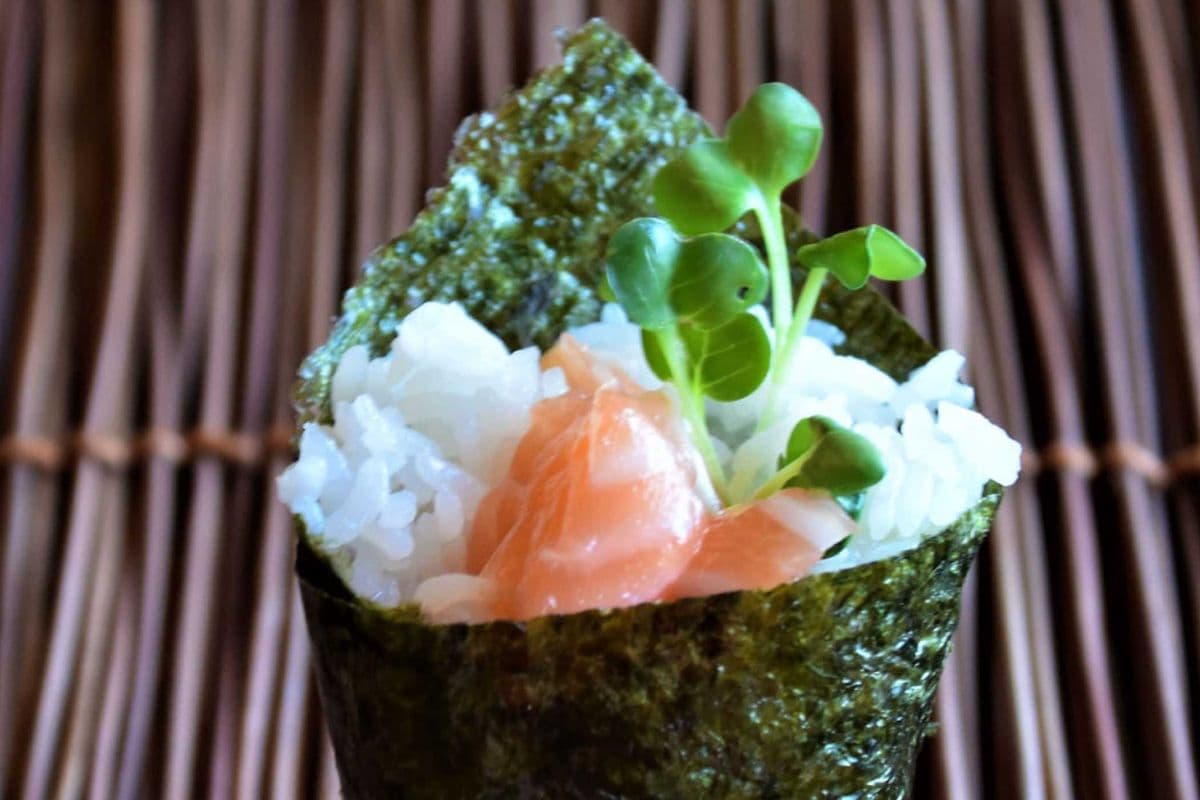 Salmon Cone