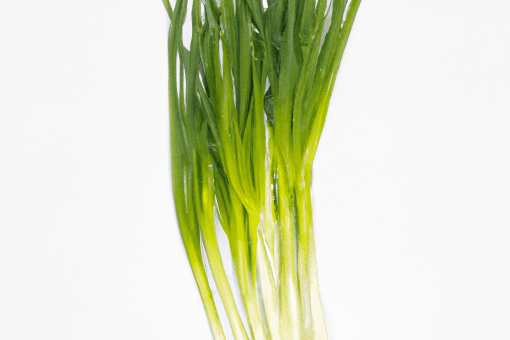 Oignons verts / Green Onions