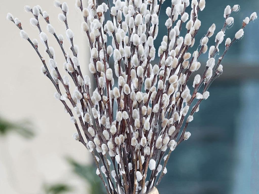 Flowers - Local Pussy willow silver bouquet 40cm (10 stems)