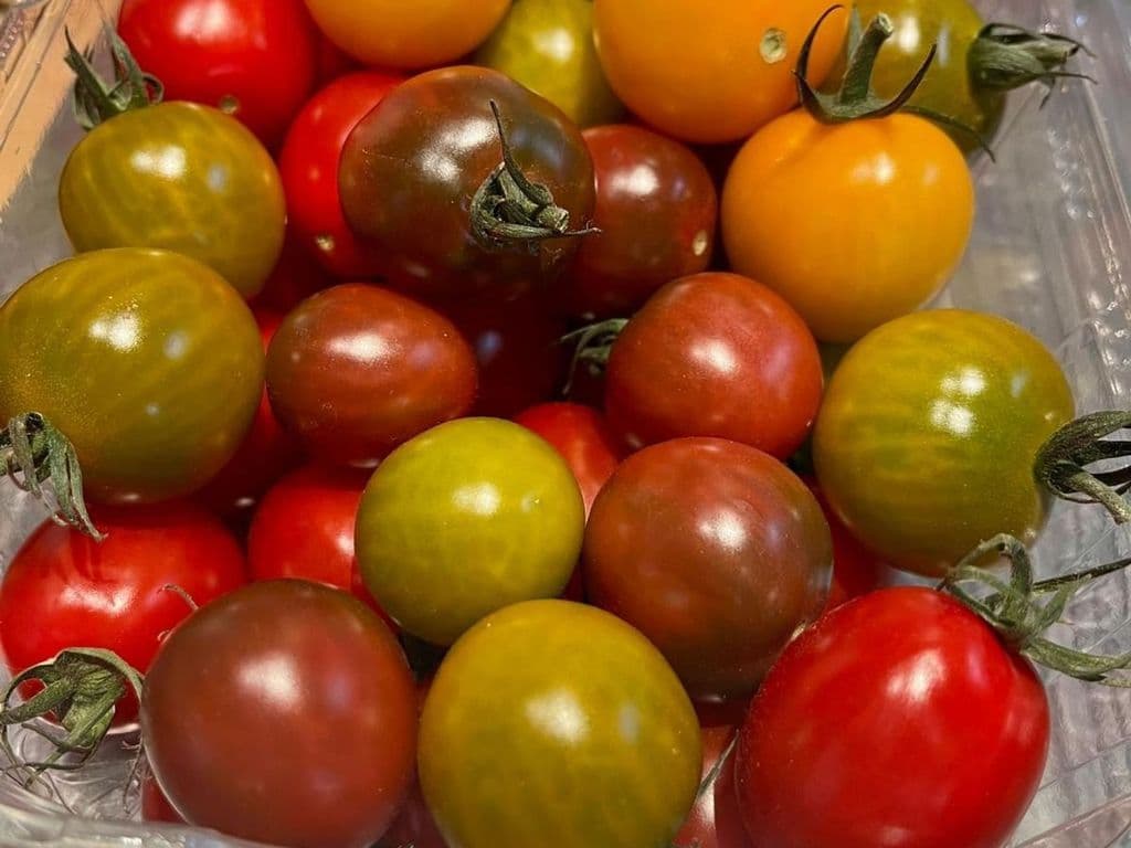 (TOP SELLER) Local mixed color tomatoes 1.5lb