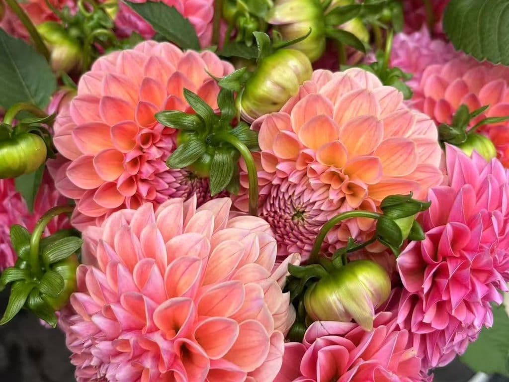 (TOP SELLER) Flowers - Dahilia Peach (bunch)