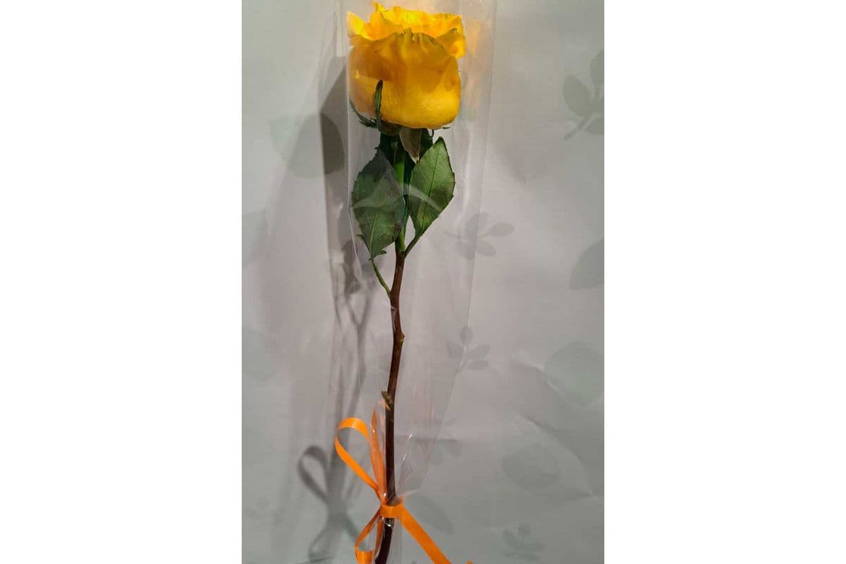 Yellow/Pink/Purple/White/Orange/Others Colour Rose (Single)
