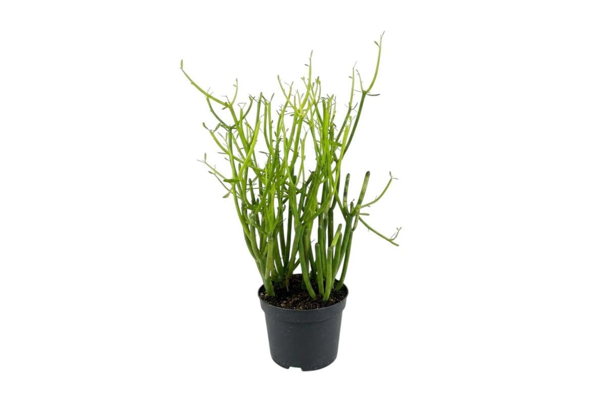 Pencil Cactus - 5 Inch Pot