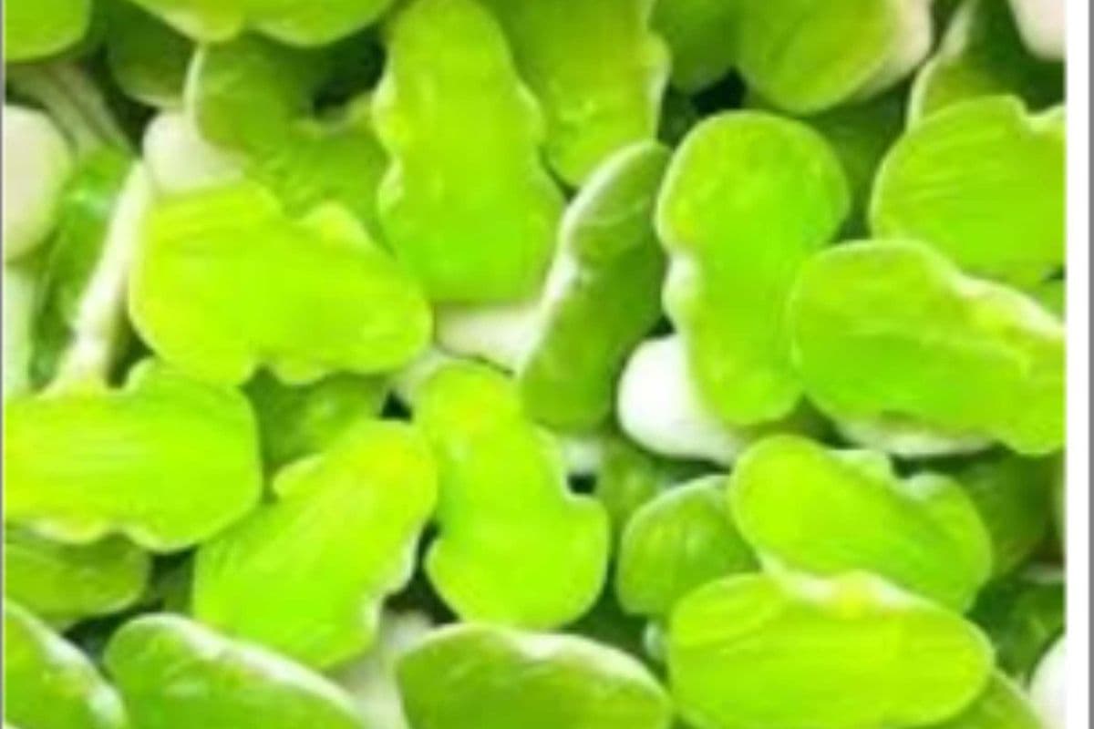 Grenouille verte 125g