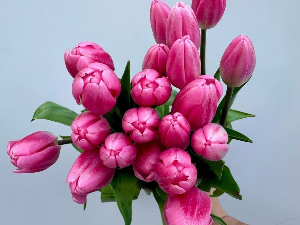 Local Flowers - Local Tulips Pink & White (10 stems) (LOCAL BC)