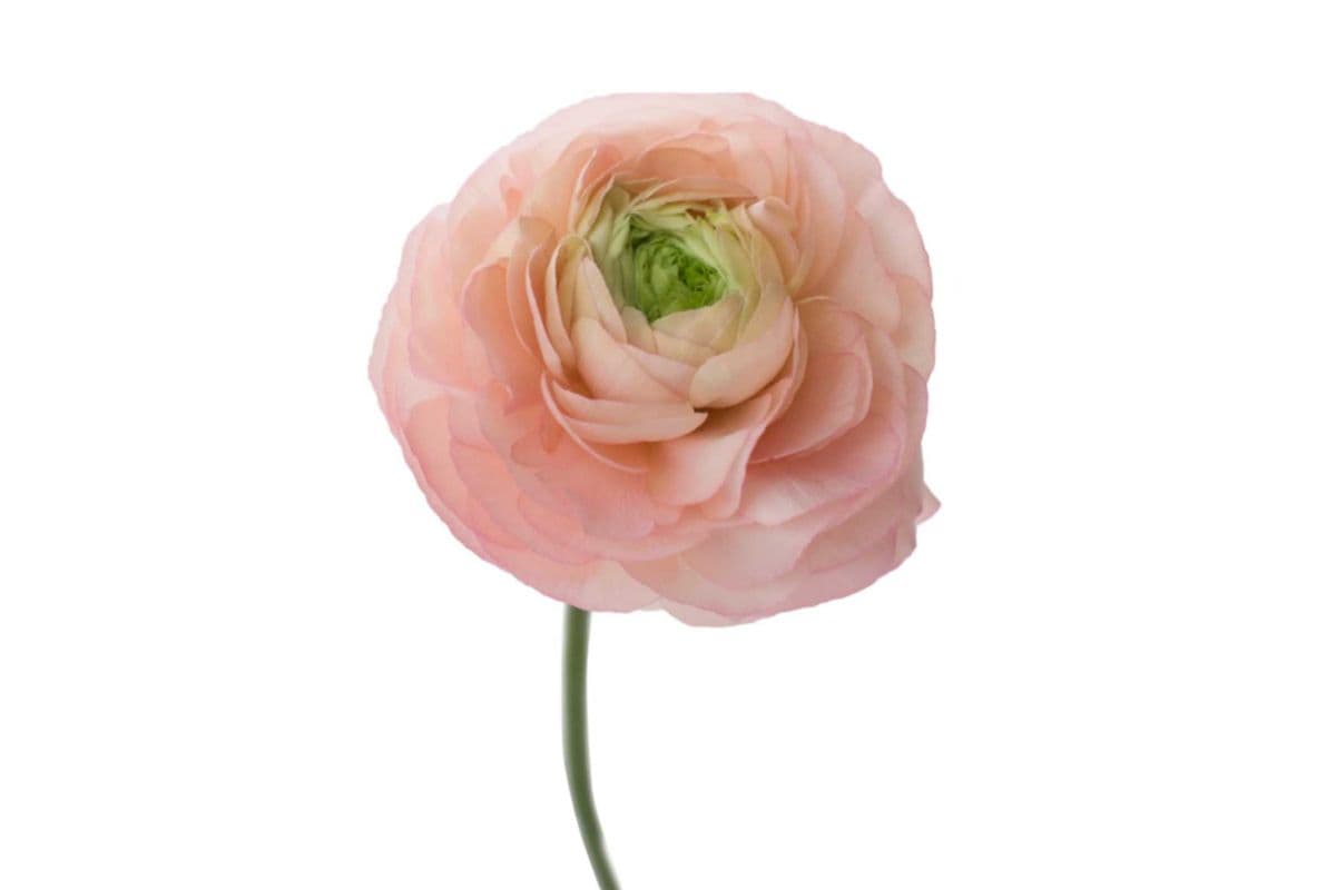 Peach Ranunculus - 5 Stems