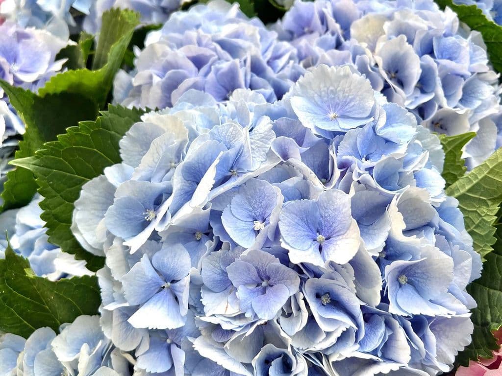 (TOP SELLER!) Flowers - Hydrangeas 1 stem (sky blue)