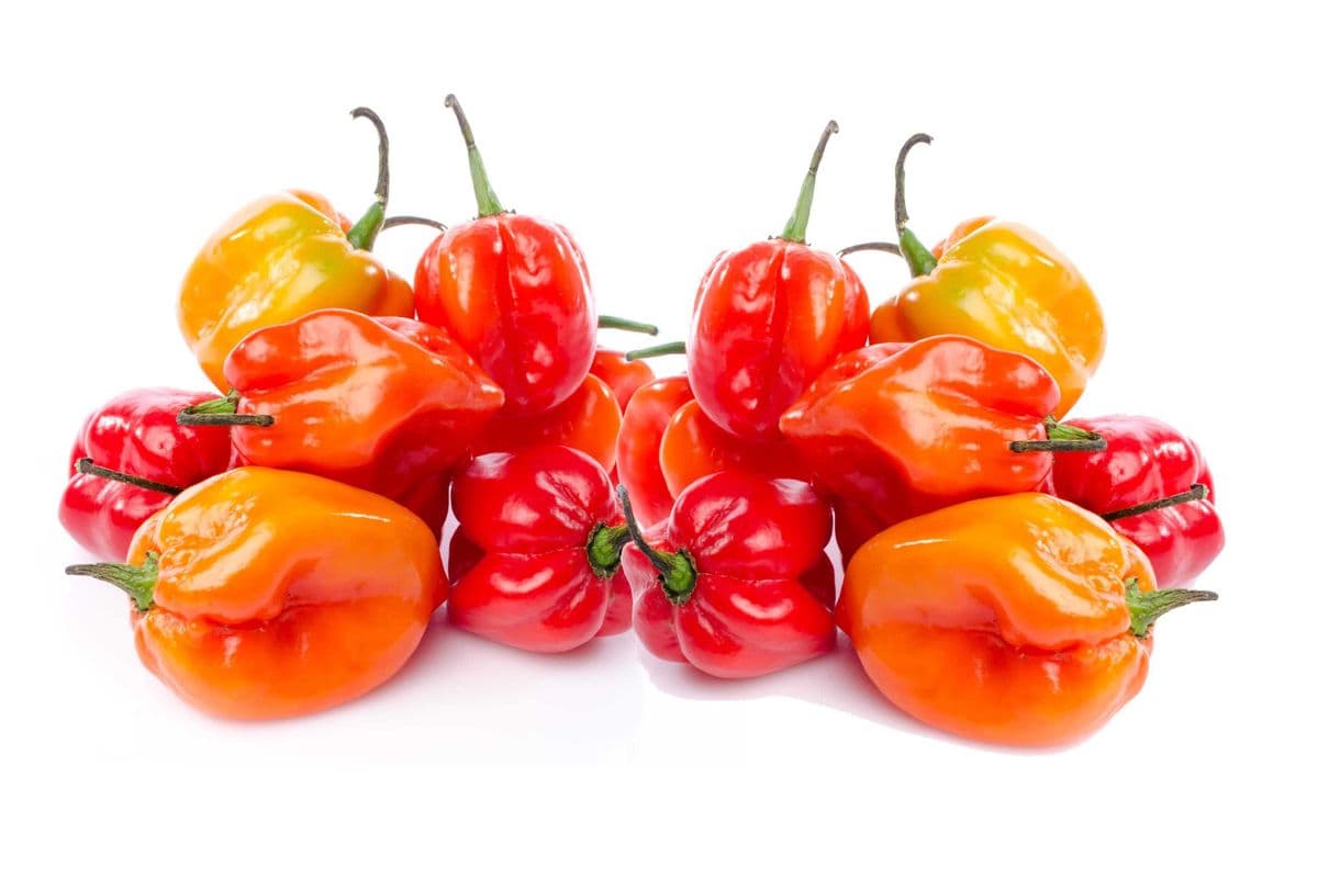 Habanero Pepper - Bagged