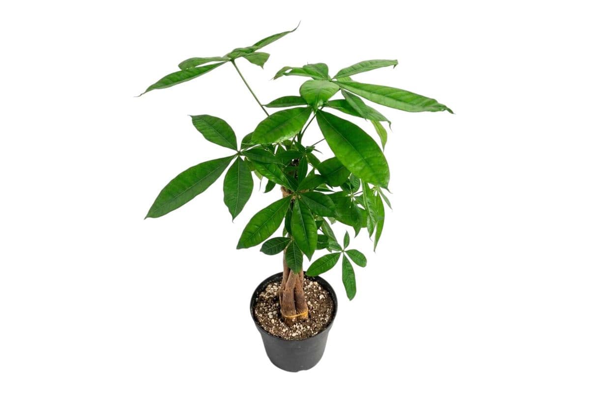 Money Tree - 5 Inch Pot