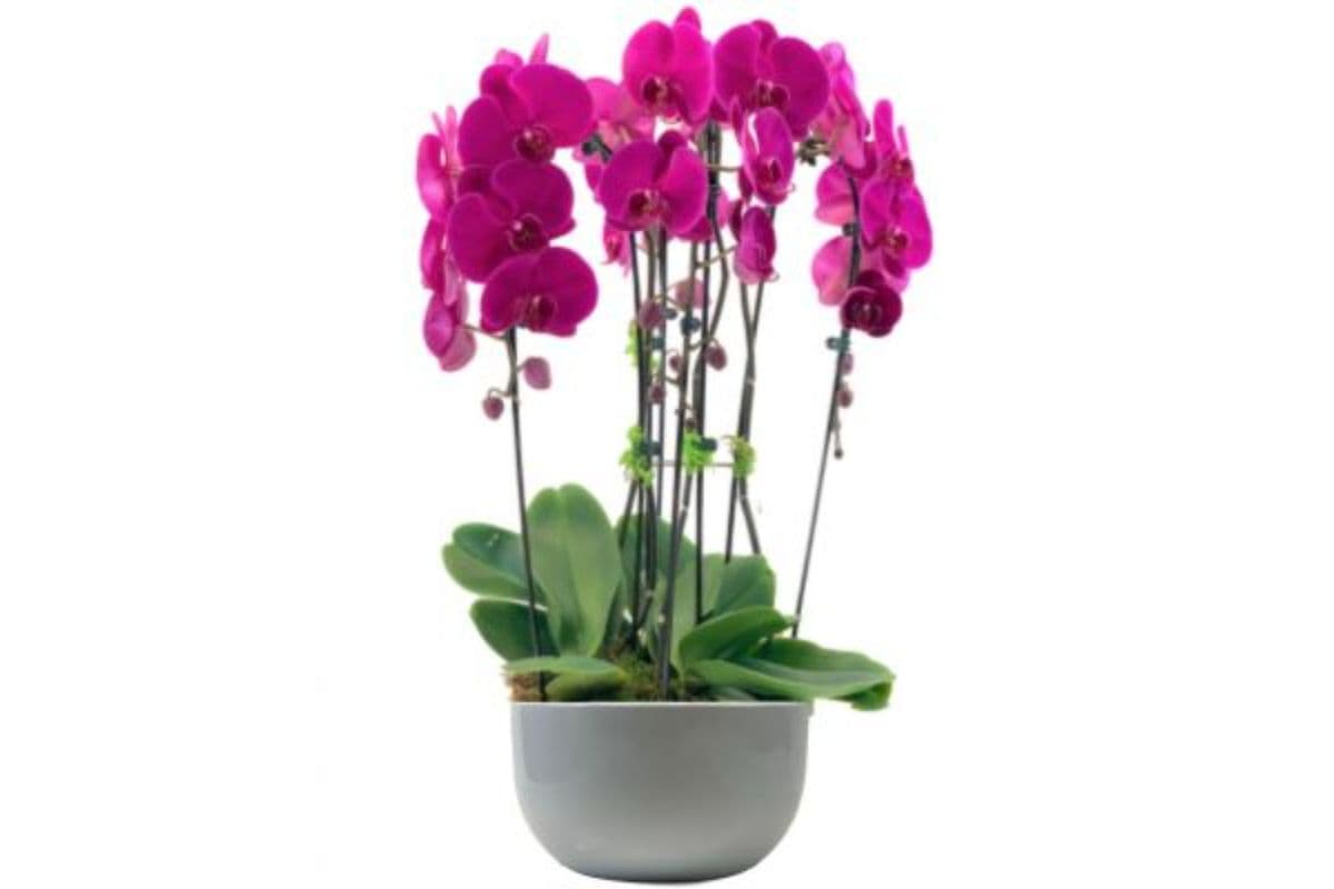 Purple Orchid Garden