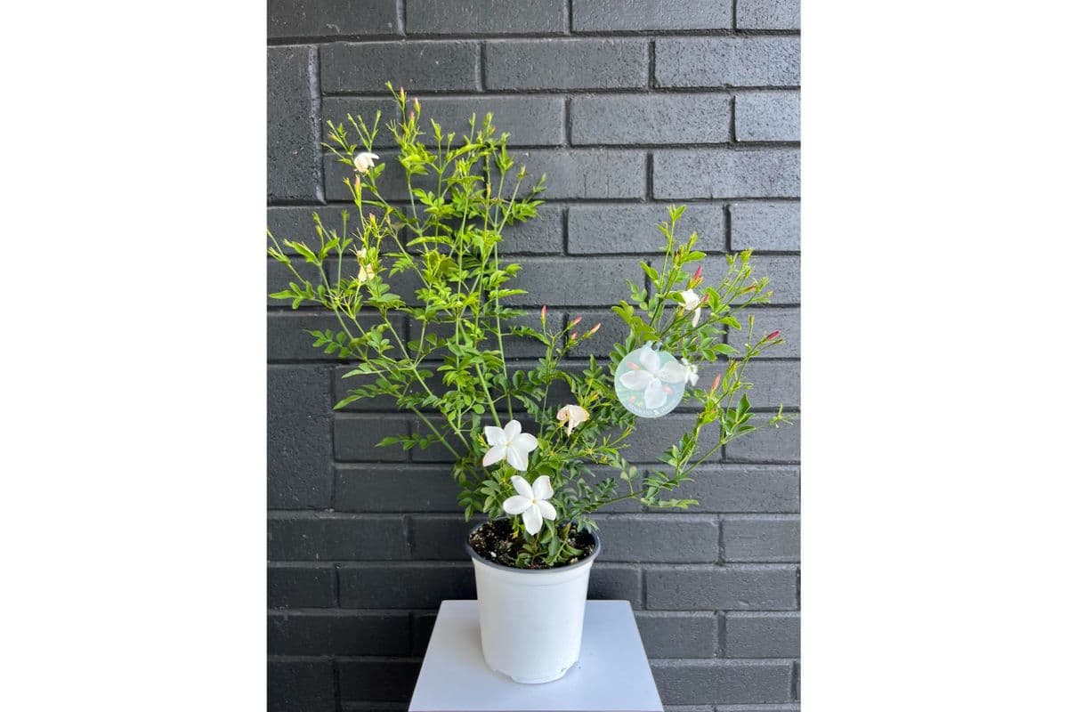 Jasmine (No Pot)