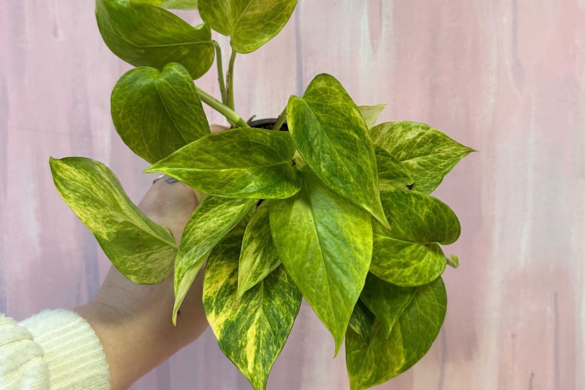 4" Pothos (assorted) (4")