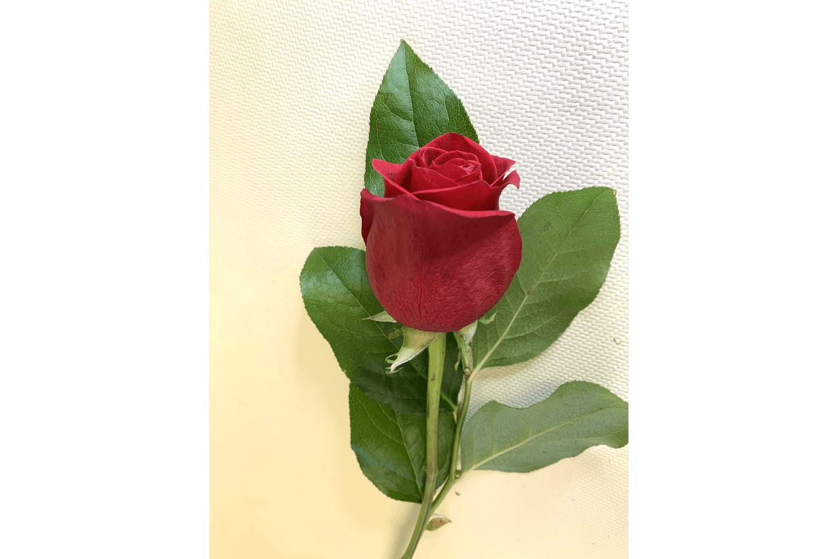 Single Red Rose