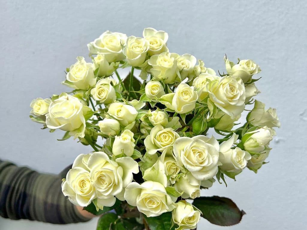 Flowers - Local Rose Spray White bouquet (10 stems)
