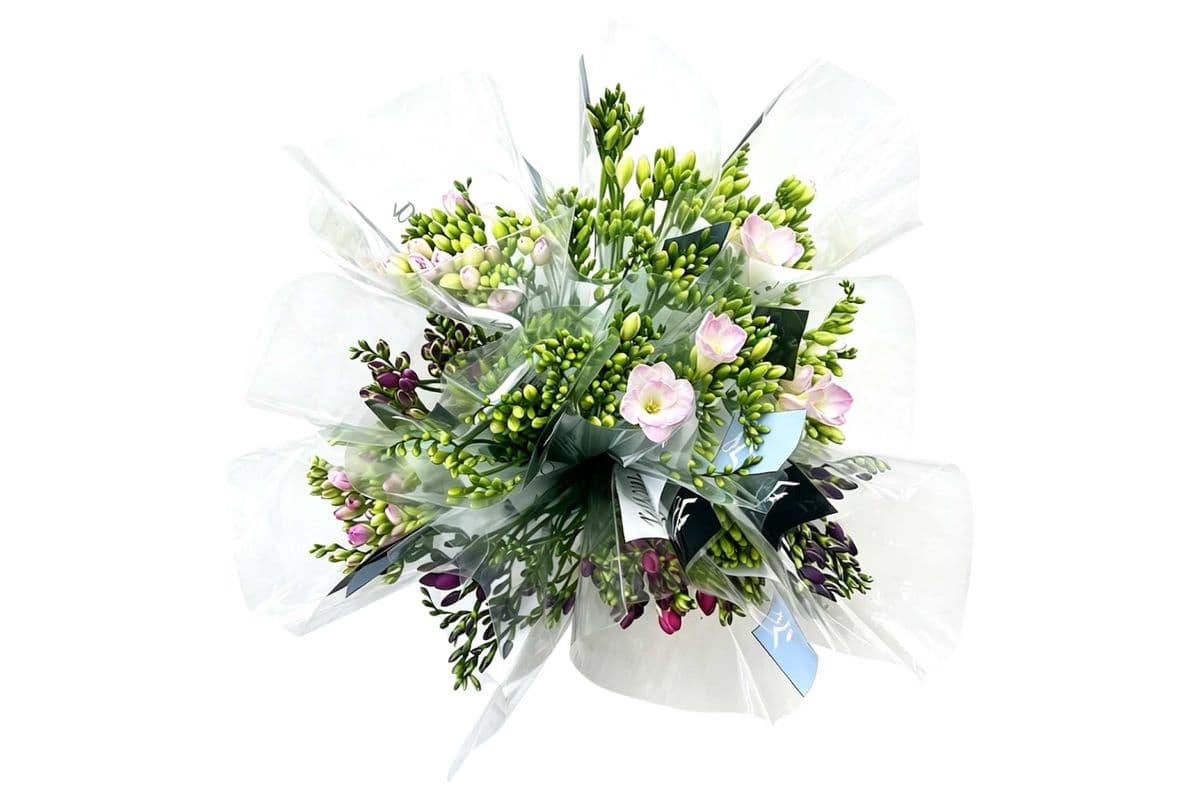 Freesia - Small