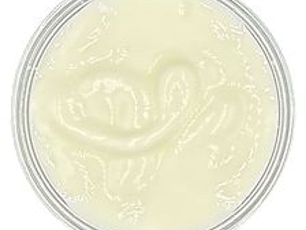 Yogurt (2oz)