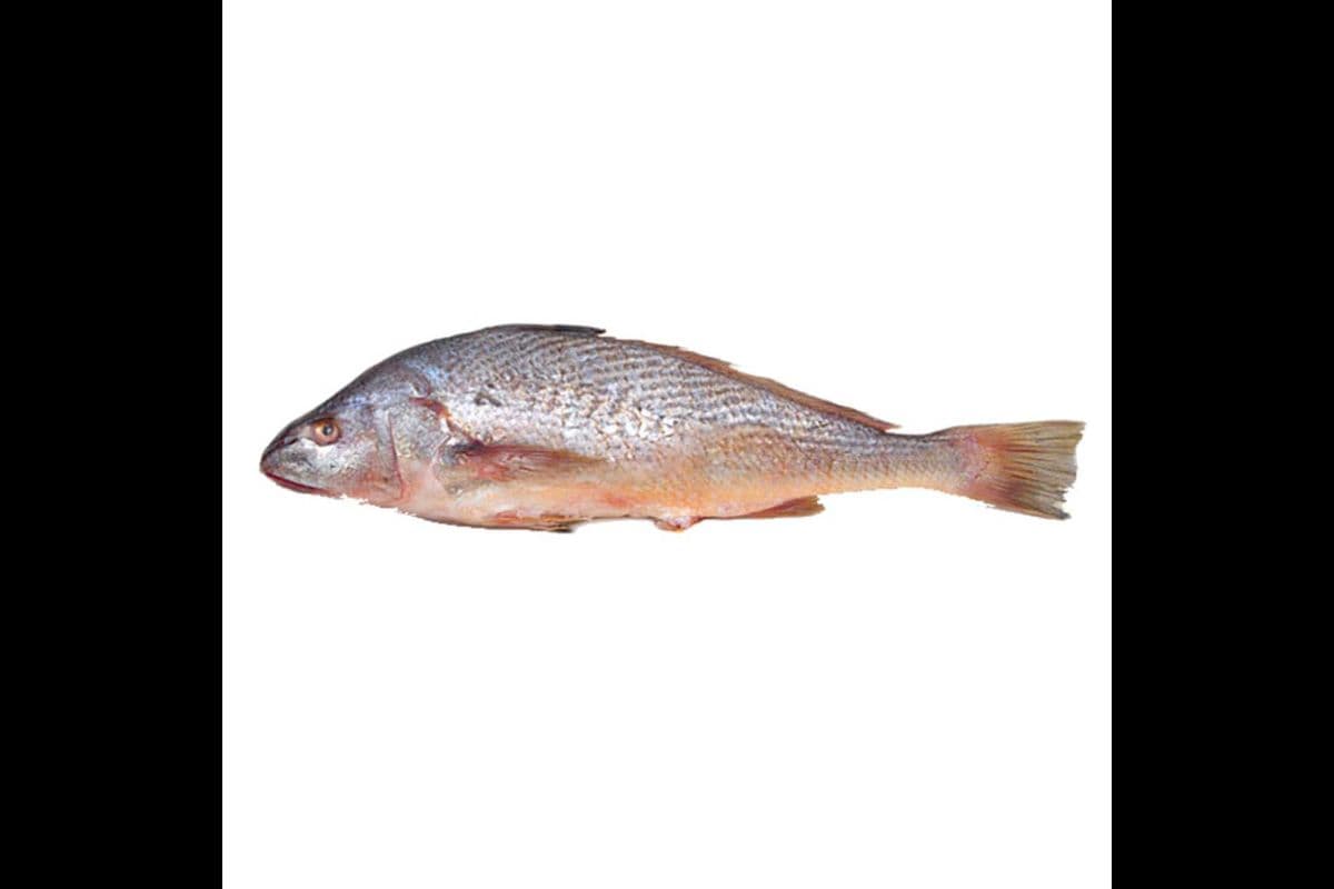 Croaker Fish Box (Cut and Uncut)