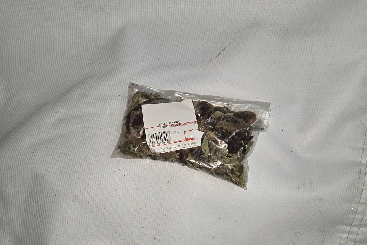 FEUILLE SENE
