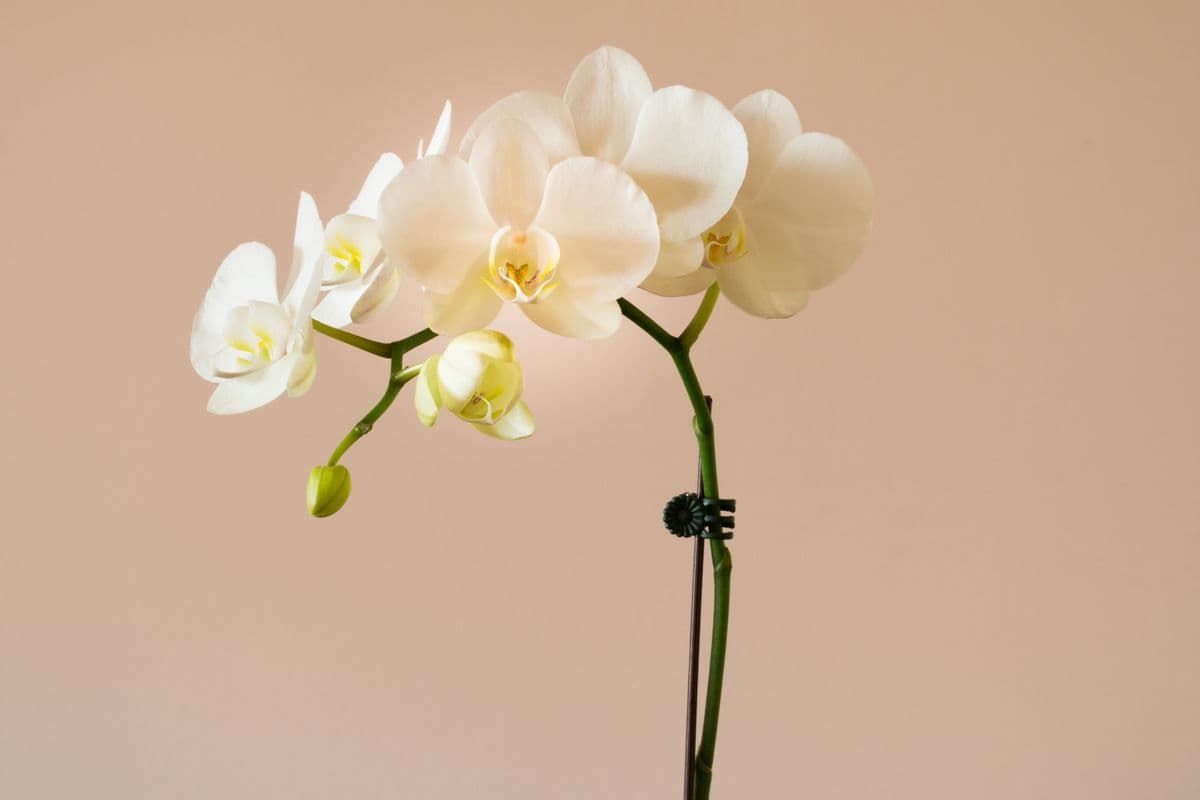 Orchid Plant
