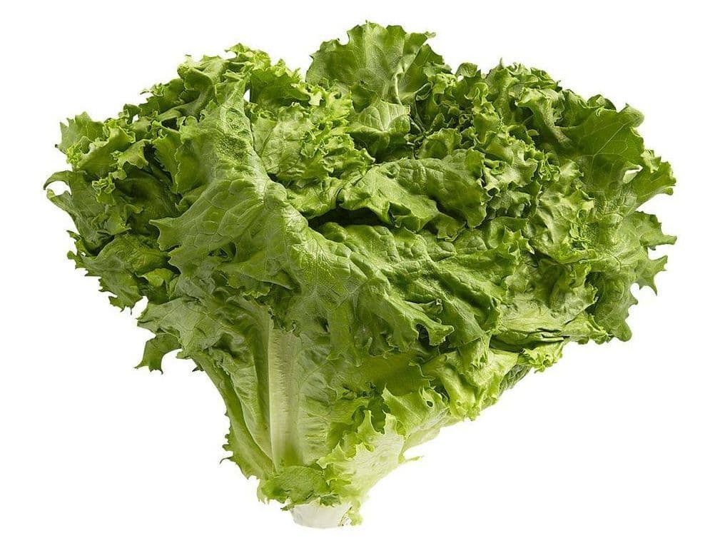Lettuce Green (Each)