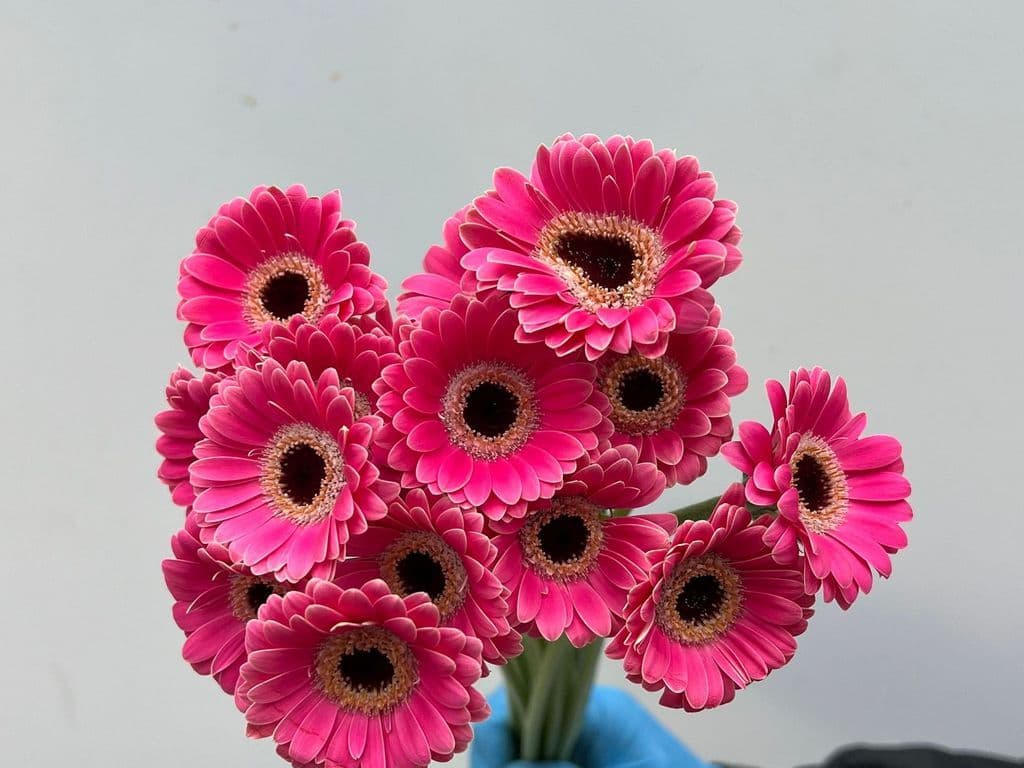 Local Flowers - Piccolini Pink (bunch)