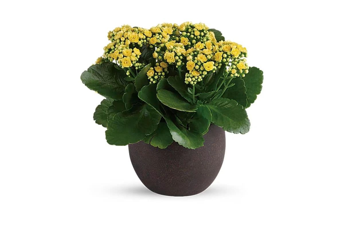 Forever Yellow Kalanchoes