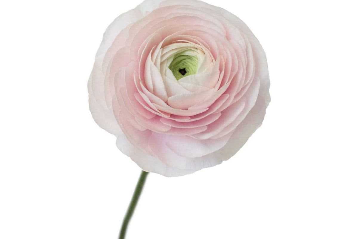 Blush Ranunculus - 5 Stems