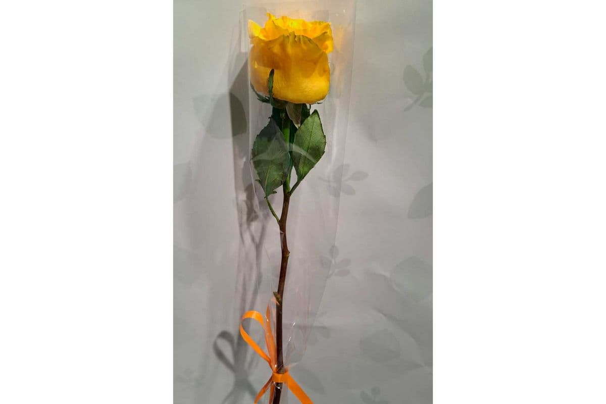 Single Colour Rose