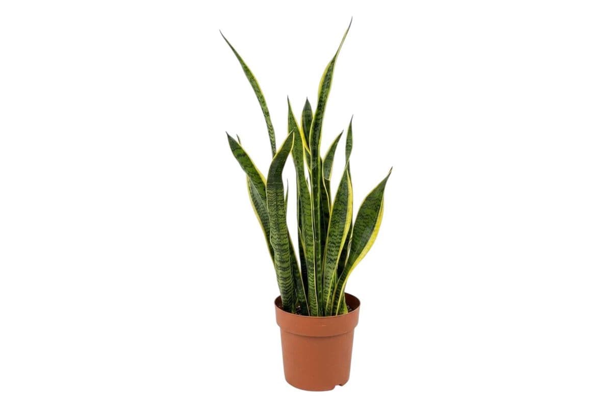 Yellow Snake Plant - 10 Inch Pot