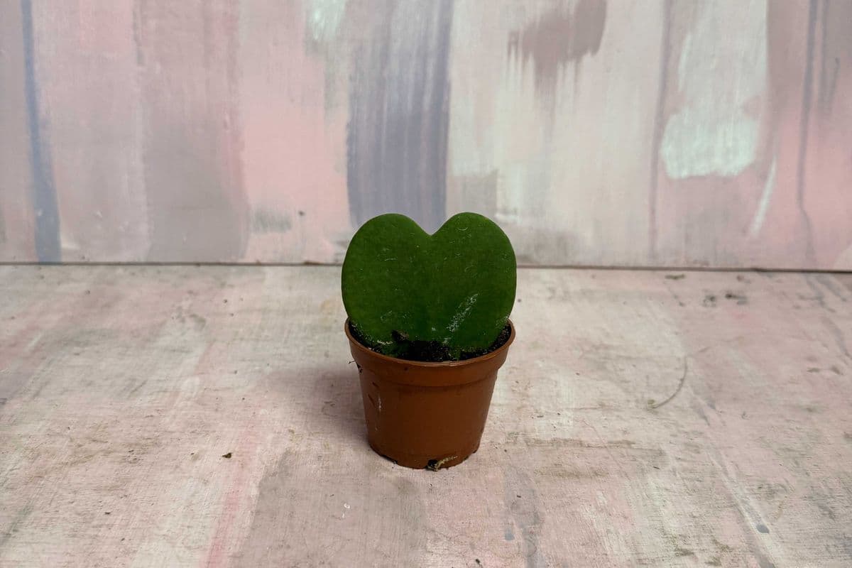 2" Hoya Heart