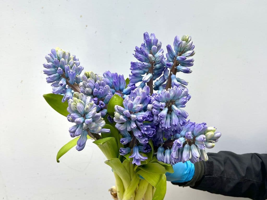 Local Flower - Hyacinthus Blue (bunch)