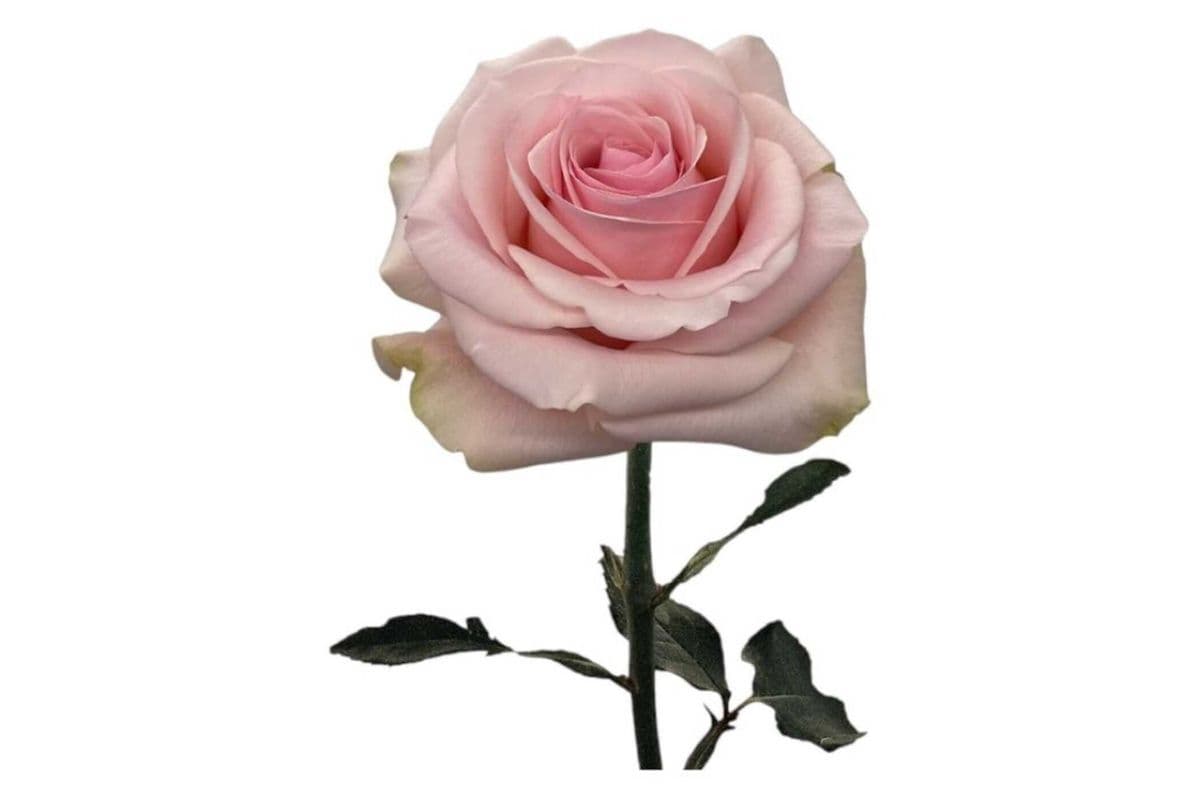 Single Light Pink Rose – 1 Stem