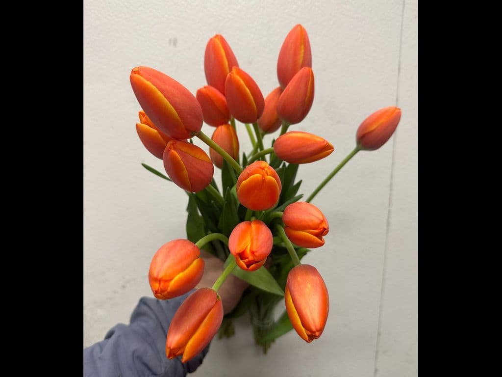 Local Flowers - Local Tulips orange (10 stems) (LOCAL BC)
