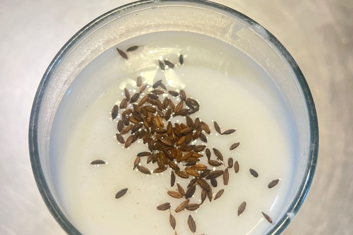 Salty Lassi