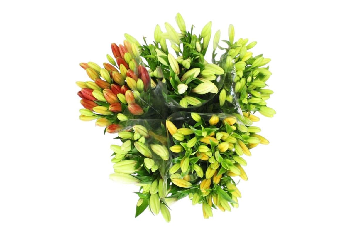 Local Lily - 3 Stems