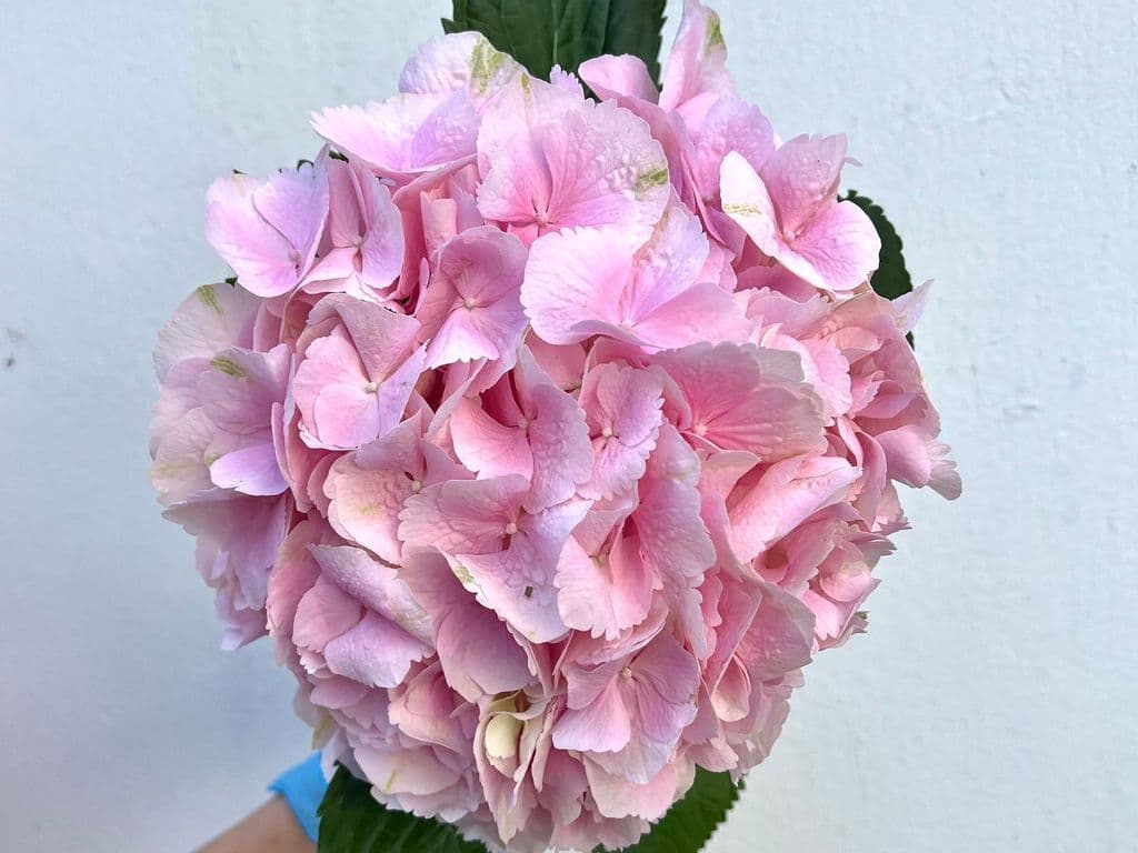 Flower - Hydrangeas Pink (1 stem)