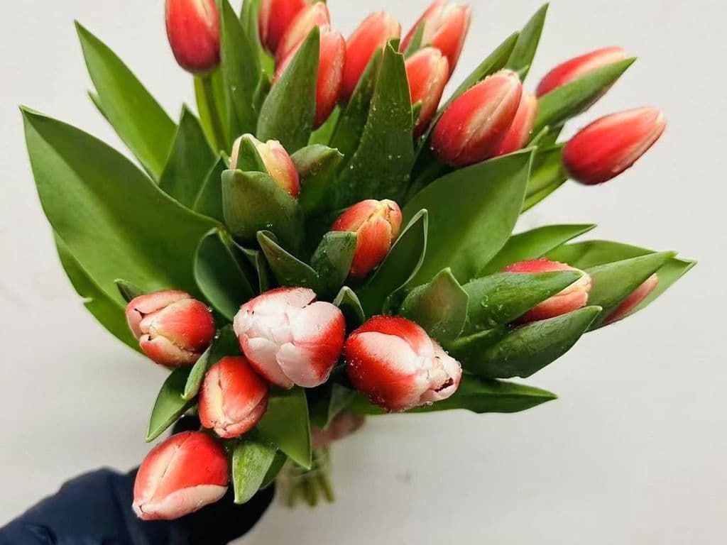 Local Flowers - Local Tulips Red & white (10 stems) (LOCAL BC)