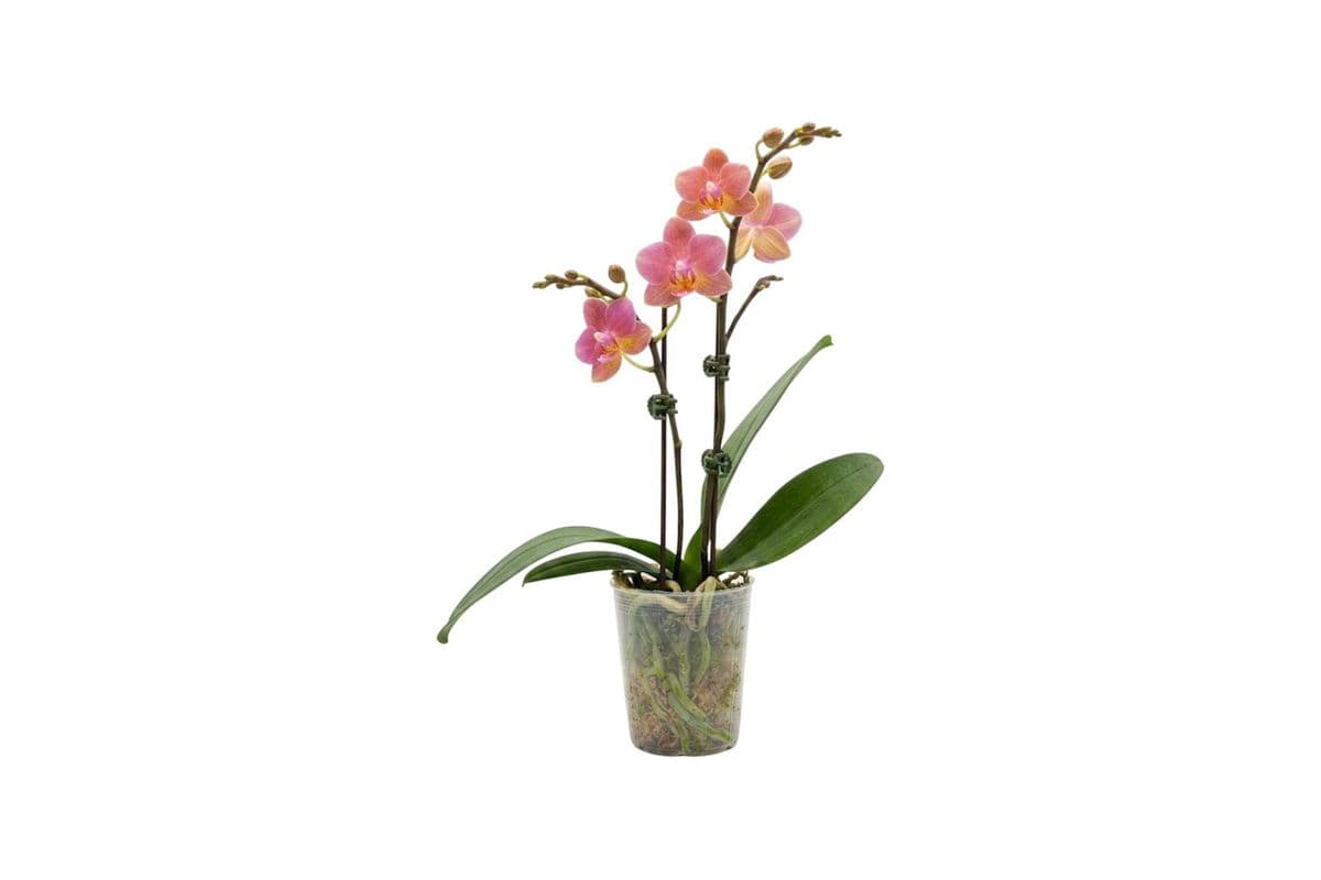 Peach-Pink Double Stem Mini Orchid - 3.5 Inch Pot