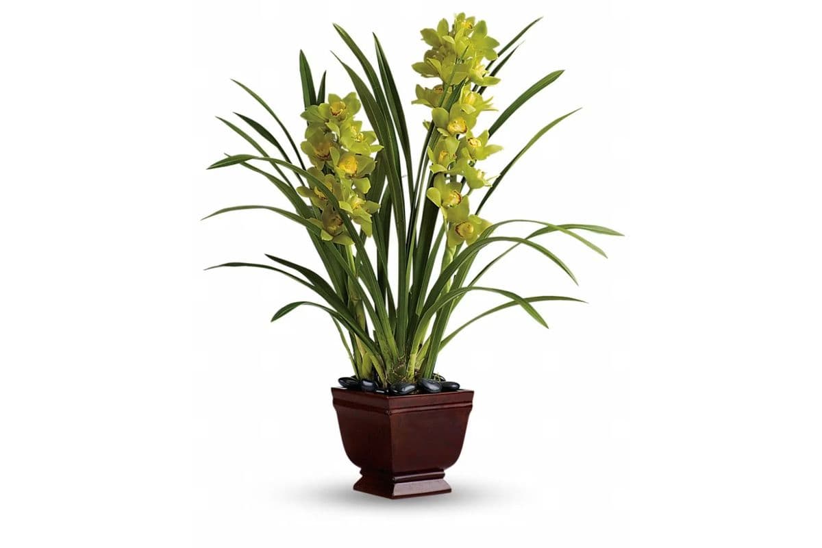 Teleflora's Splendid Orchids