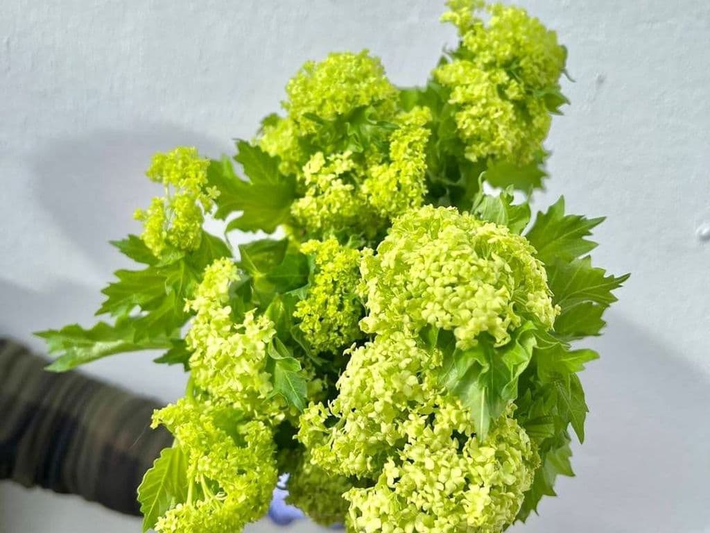 Flowers - Local Viburnum snowball bouquet 10 stems