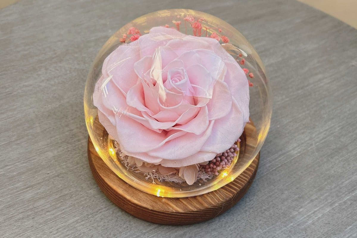 Preserved Single Rose Glass Dome #1 - Light Pink