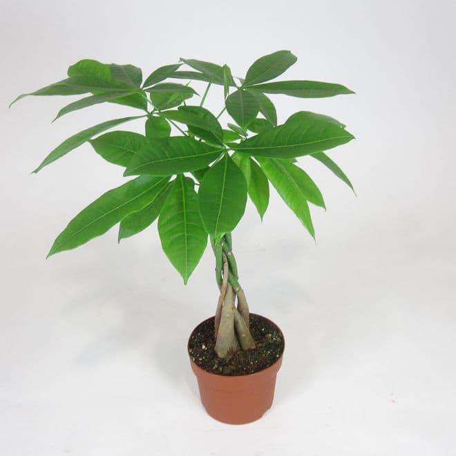 Money Tree extra gros  / Arbre D'argent Ex Large