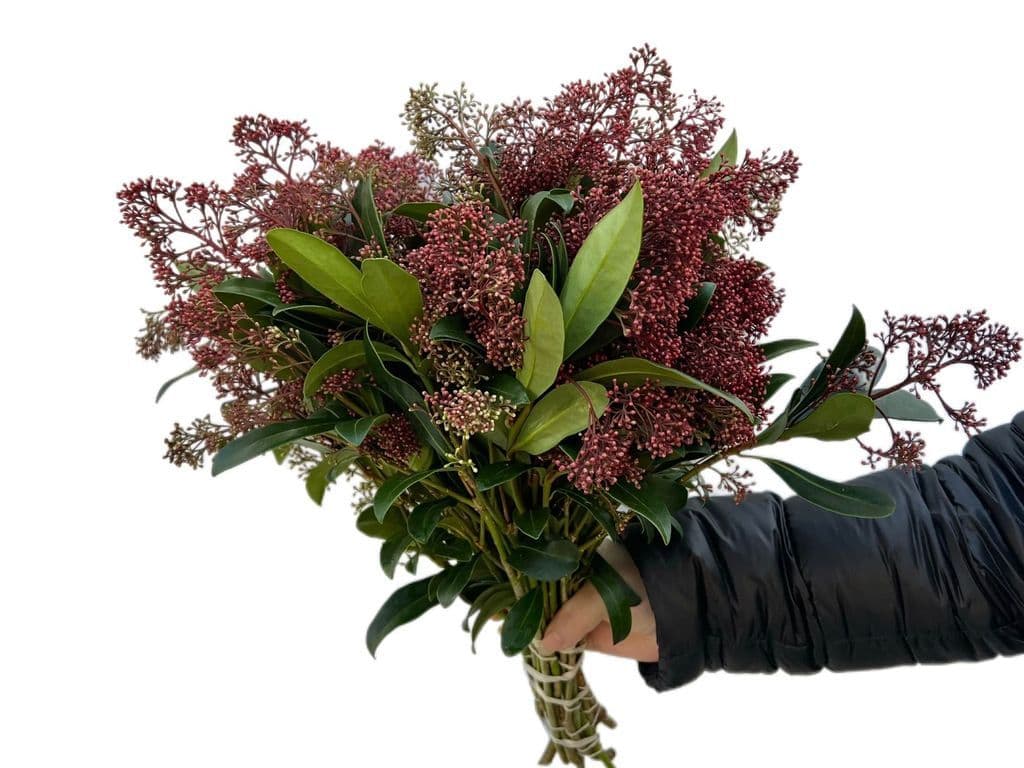 Flowers - Skimmia Red bouquet (bunch)