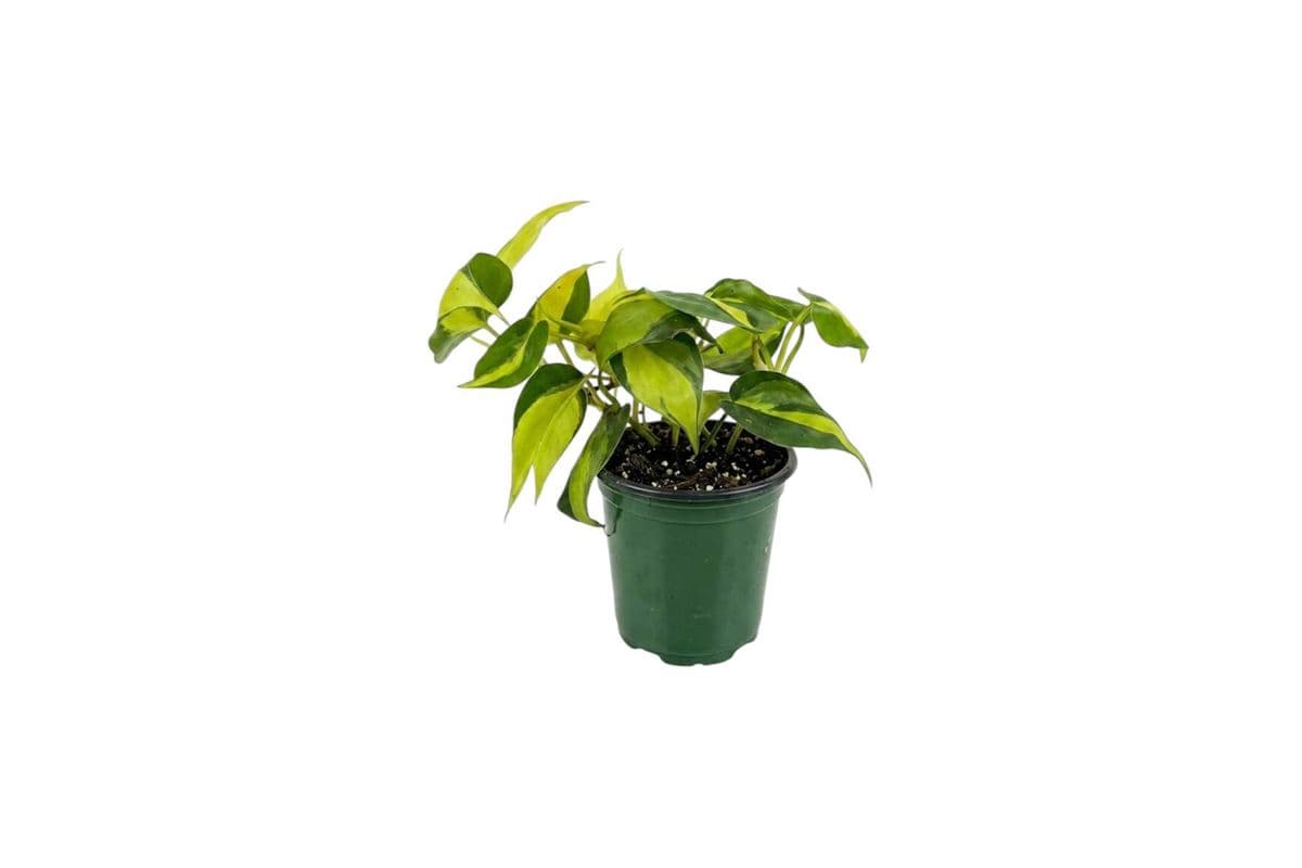 Philodendron Brasil - 3.5 Inch Pot