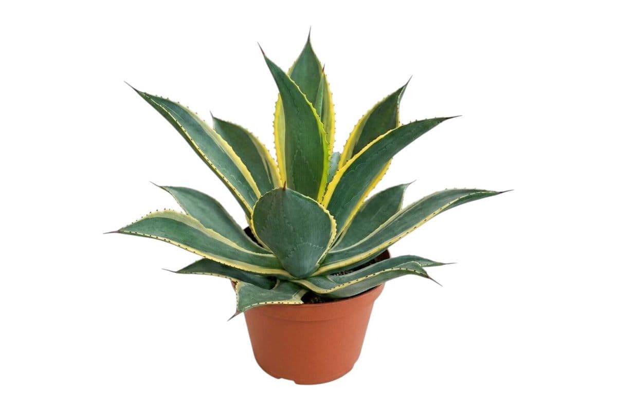 Variegated Century Plant: Agave americana 'Variegata' - 8 Inch Pot