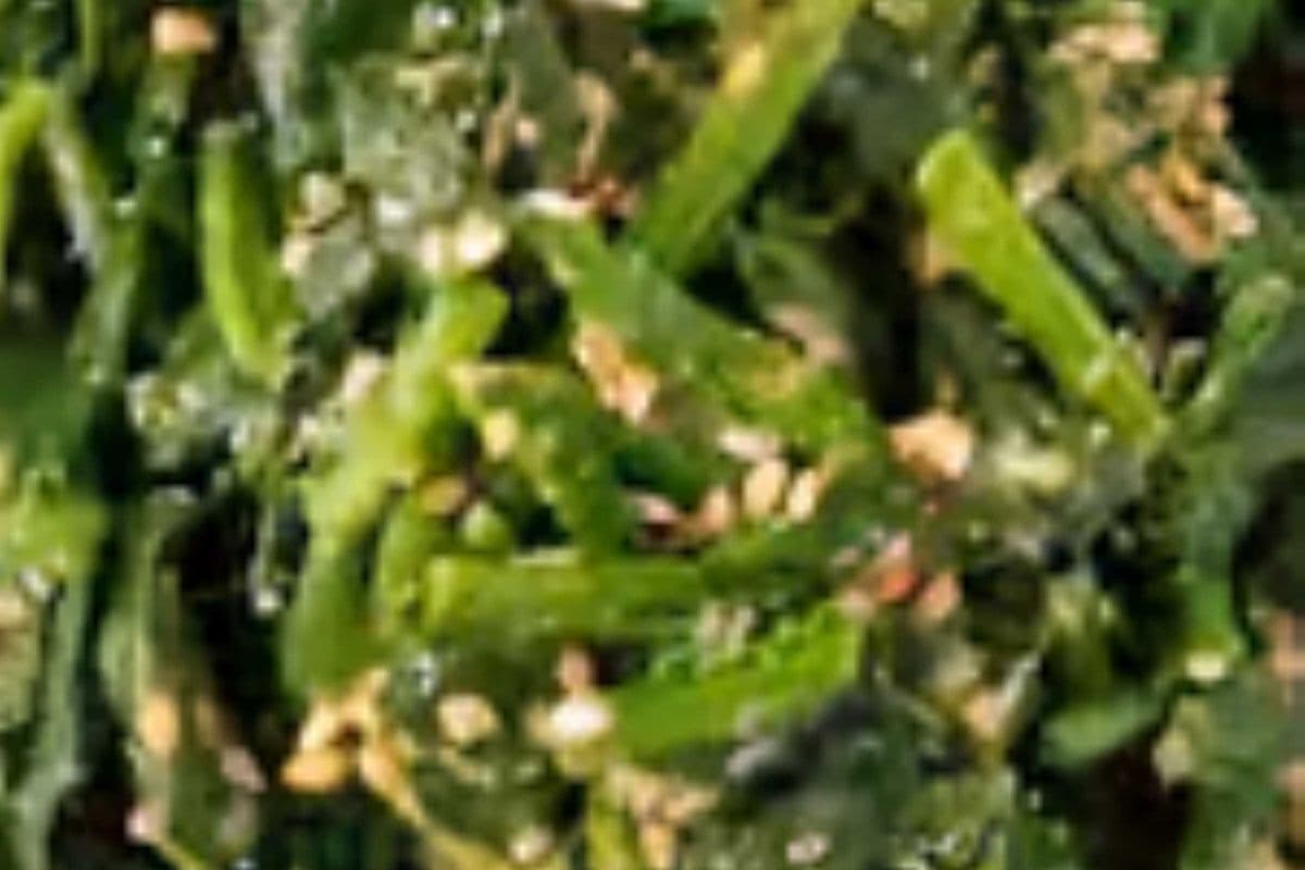 Spinach Goma Ae