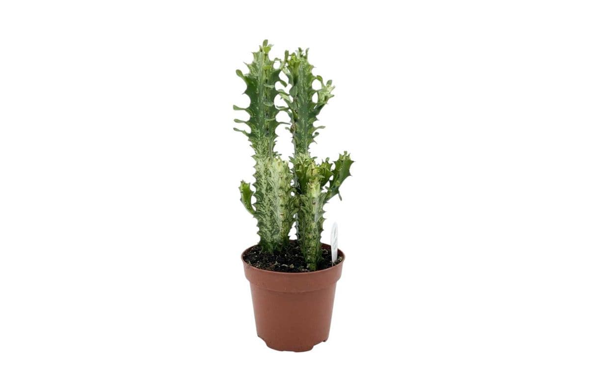 Variegated African Milk Tree Cactus: Euphorbia trigona - 6 Inch Pot
