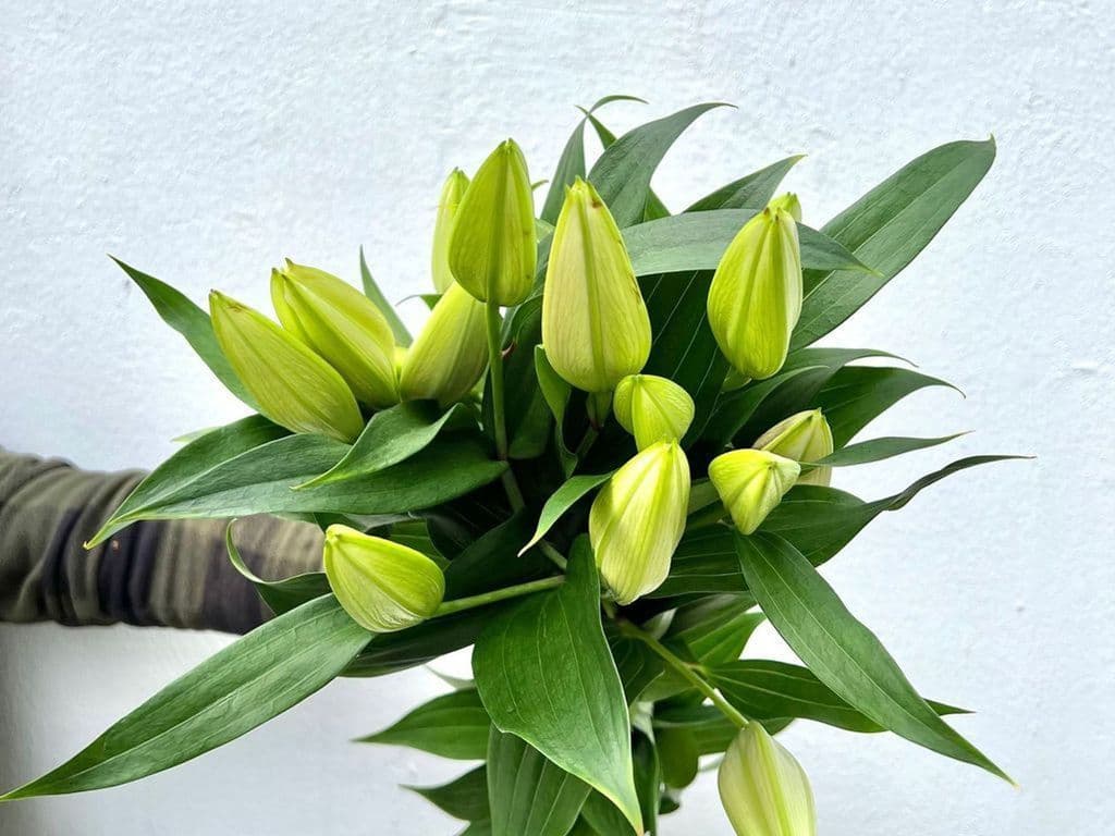 Flowers - Local Lilies White bouquet (5 Stems)