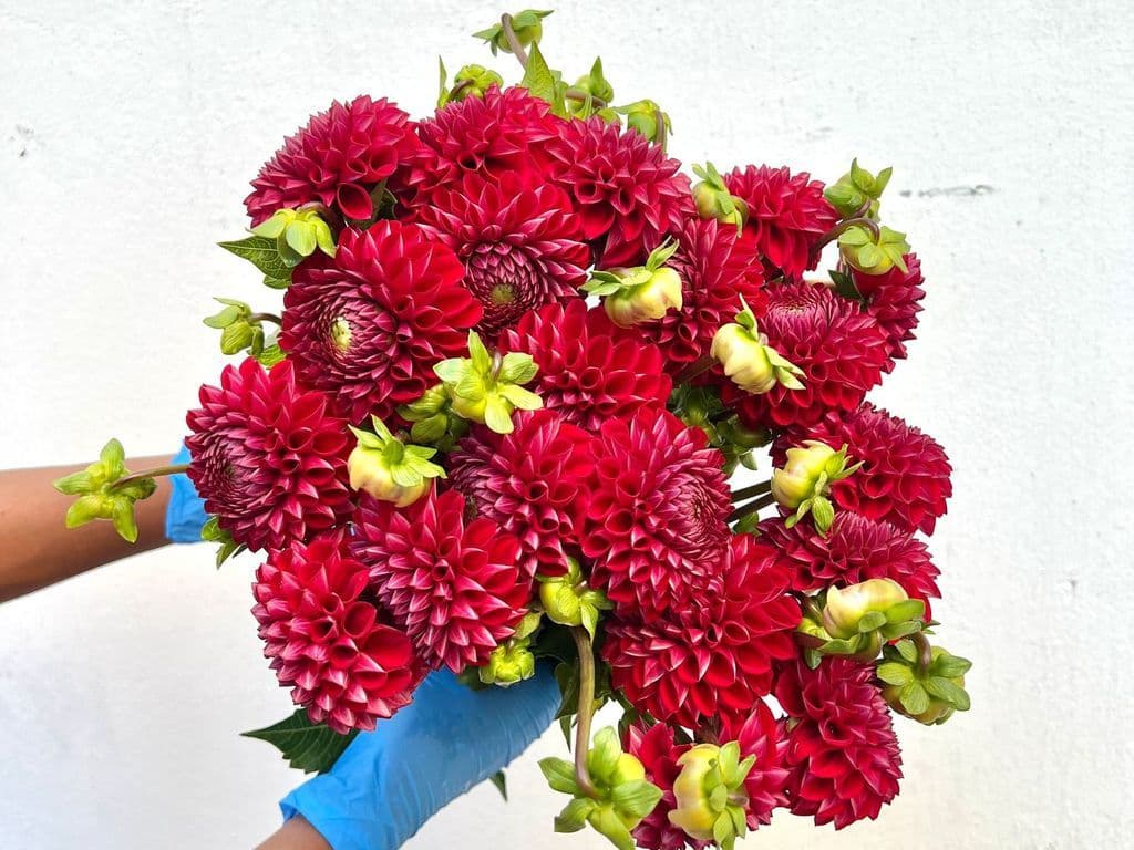Flowers - Dahilia Red - (bunch)